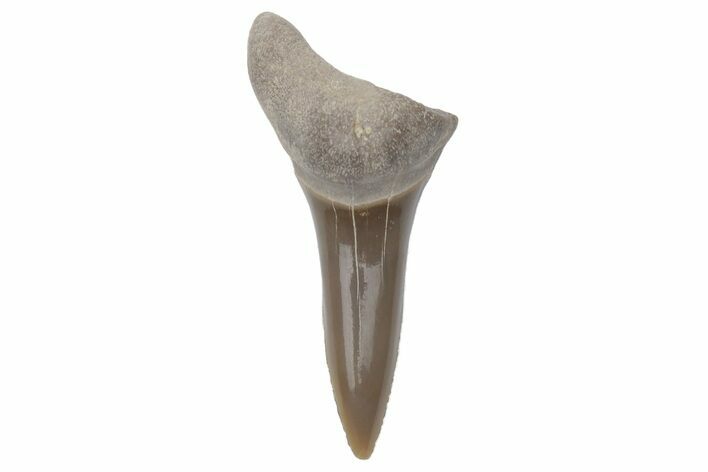 Bargain, Fossil Ginsu Shark (Cretoxyrhina) Tooth - Kansas #219145